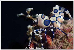 Harlequin shrimp eating a starfish by Erika Antoniazzo 